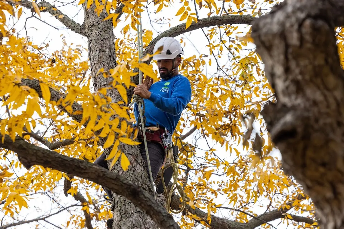 Skilled Tree Planing crew working in Bloomfield